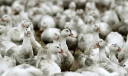 Des canards confinés dans une ferme à Bourriot-Bergonce, dans l'ouest de la France, le 22 février 2017