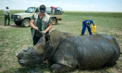 Cette photo prise le 3 février 2016 montre un rhinocéros décorné sur l'élevage de John Hume en Afrique du Sud. 