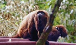 Un singe hurleur dans le parc national de Rio de Janeiro le 4 septembre 2015   