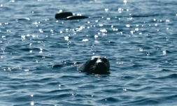 Eeva, phoque annelé de Saimaa, le 8 juin 2021 à Puumala, en Finlande