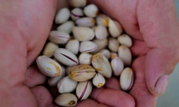 Des pistaches cultivées par des vignerons à Sérignan-du-Comtat, dans le Vaucluse, le 28 septembre 2026
