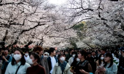 Des Japonais se promènent dans les jardins de Tokyo pour admirer les cerisiers en fleurs, le 22 mars 2020