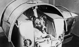 La chienne Laïka, le premier être vivant envoyé dans l'espace, dans la capsule du satellite russe Spoutnik, le 3 novembre 1957 à Baïkonour, au Kazakhstan