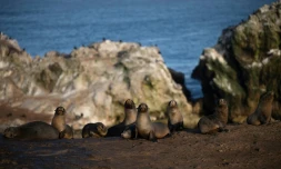 Des lions de mer à la réserve nationale de Punta San Juan de Marcona, dans le département d'Ica, dans le sud du Pérou, le 29 septembre 2025