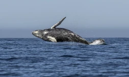 Une baleine de type Megaptera novaeangliae saute hors de l'eau. Le 15 mars 2018.