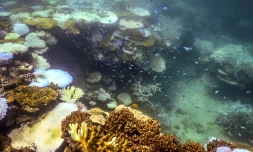 Du corail blanchi et mort autour de Lizard Island, dans la Grande BarriĂšre de corail, Ă 270 kilomĂštres au nord de la ville de Cairns, le 5 avril 2024 en Australie