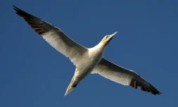 Le vol magesteux du fou de bassan reconnaissable avec sa tête jaune et le bout des ailes sombres dans le ciel de la réserve des Sept-Îles dans les Côtes-d'Armor le 7 août 2014