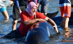 Un volontaire essaie d'empêcher une baleine de venir s'échouer sur plage de Farewell Spit en Nouvelle-Zélande, le 11 février 2017