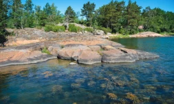 Des algues sont visibles sous la surface dans la zone de recherches de la station zoologique de Tvarminne (TZS), Ă Hanko, en Finlande, le 26 juin 2024