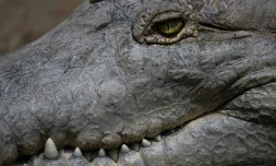 Un crocodile de l'Orénoque au zoo Leslie Pantin de Turmero, dans le centre-nord du Venezuela, le 8 avril 2023