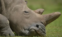 Le kilo de corne de rhinocéros vaut plus que celui de l'or ou de la cocaïne sur le marché noir