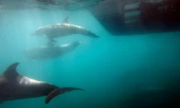 Les dauphins faisaient partie des nombreuses espÚces d'animaux que la CIA a tenté d'entraßner pour des missions d'espionnage à l'époque de la Guerre froide