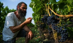 Murre Sofrakis s'est lancé dans le vin nordique en 2001, dans le sud de la SuÚde". Ici dans ses vignes le 28 août 2019