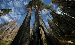 Des séquoias dont la base du tronc a été noircie par le feu, dans la Redwood Mountain Grove du parc national de Kings Canyon, le 24 août 2023 en Californie