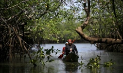 Des femmes en pirogue cherchent des coquillages noirs ou Pianguas, dans une mangrove prÚs de Nuqui, dans le département de Choco, le 5 août 2023 en Colombie