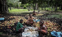 Récolte du cacao dans la forêt tropicale d'Ambanja, à Madagascar, le 30 novembre 2016