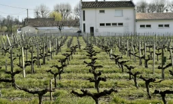 Un vignoble près d'une école de Villeneuve, près de Bordeaux, le 23 mars 2016