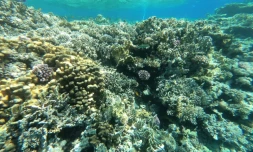 Photo prise le 29 septembre 2021 montrant une barrière de corail près de la cité balnéaire de Charm el-Cheikh, dans l'est de l'Egypte