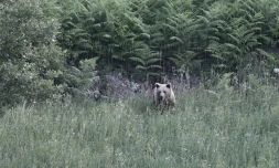 Une ourse brune sauvage (Ursus arctos) et son ourson dans une forĂȘt prĂšs de Grevena, dans le nord-ouest de la GrĂšce, le 21 juin 2026
