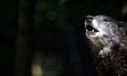 En Isère, les loups gris connaissent depuis dix ans une démographie favorable qui enchante les amis de la nature mais fait peur aux éleveurs
