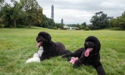 Les deux chiens des Obama, Bo (g) et Sunny (d), le 19 août 2013 à Washington