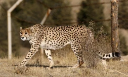 Delbar, une femelle guépard, dans un enclos du park Pardissan, le 10 octobre 2017 à Téhéran, en Iran