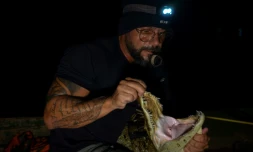 Le biologiste Ricardo Freitas capture un caïman dans la lagune de Jacarepaguå, dans le quartier de Recreio dos Bandeirantes, à l'ouest de Rio de Janeiro, le 22 novembre 2023 au Brésil