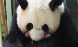 Le panda géant Huan Huan et ses deux jumeaux, le 1er août 2021 au zoo de Beauval, dans le centre de la France