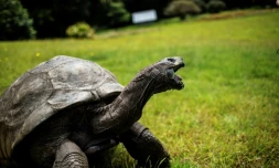 Jonathan la tortue, au moins 185 ans, le 20 octobre 2017 sur l'île de Sainte-Hélène, dans 