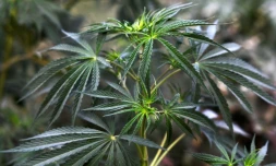 Des plants de marijuana dans un champ près de Katmandou, le 26 avril 2022