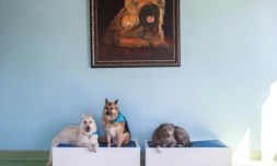 Des chiens sont assis sur des coussins dans l'une des pièces du AtFrits, un hôtel canin du Cap, en Afrique du Sud, le 14 décembre 2021