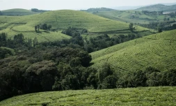 Des plantations de thé dans les collines du parc national de Kiriba, le 13 mars 2022 au Burundi