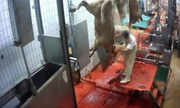 Capture d'écran d'une vidéo diffusée par l'association L214, montrant un employé de l'abattoir du Boischaut, à Lacs, dans l'Indre