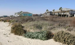 Des sapins de Noël recyclés à Surfside Beach, le 16 janvier 2021 au Texas