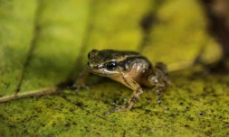 La grenouille de Mucuchies, dont l'habitat 
se trouve dans une partie reculée des andes vénézuéliennes. Photo prise à Mérida au Vénézuela le 11 avril 2022