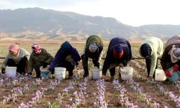 Des femmes récoltent des fleurs de crocus, qui donneront le safran, dans un champ de la province de Khorassan, le 11 novembre 2018 en Iran