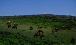 Des chevaux de race "garrano" paissent dans les montagnes prĂšs de Vieira do Minho, le 23 juin 2023 au Portugal