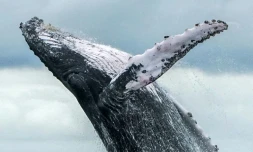 Une baleine à bosse fait un saut hors de l'eau dans le parc naturel national de Uramba Bahia Malaga en Colombie, le 12 août 2018