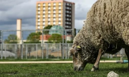 Un mouton broute Ă "La ferme ouverte" Ă Saint-Denis, le 24 avril 2019