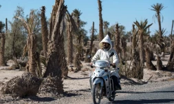 Des palmiers morts dans l'oasis de Skoura, une oasis rurale carrés à l'est de Marrakech atteinte par la sécheresse, le 27 janvier 2020