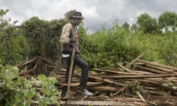 Fred Ngusilo, militant des droits humains de la communauté Ogiek, fouille les débris de sa maison familale dans la forêt de Mau, dans le comté de Narok, le 16 août 2025 au Kenya