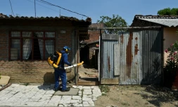 Opération d'éradication de moustiques porteurs du virus Zika, le 28 janvier 2016 à Cali en Colombie