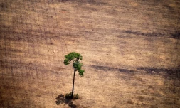 De Madagascar à l'Amazonie et jusque dans les Grandes plaines américaines, le dérèglement climatique pourrait menacer entre un quart et la moitié des espèces d'ici 2080 dans 33 régions du monde parmi les plus riches en biodiversité, selon un rapport