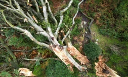 Vue aérienne du hêtre de Ponthus, arbre plusieurs fois centenaire de la forêt de Brocéliande (Ille-et-Vilaine), déraciné par les vents de la tempête Ciaran, le 3 novembre 2023 