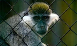 Un singe dans un enclos du zoo de Guizeh au Caire, le plus ancien d'Afrique, où les conditions de vie des animaux sont décriées, le 1er août 2017