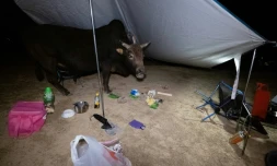 Un vache s'invite sous un campement, sur l'Ăźle Grass ou Tap Mun, Ă Hong Kong, le 30 janvier 2021