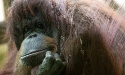 L'orang-outan Nénette au Jardin des Plantes, à Paris le 14 mars 2019