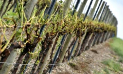 Le 26 mai 2018 à Cognac, les violents orages de grêle qui se sont abattus sur la façade ouest ont provoqué de gros dégâts notamment dans le vignoble charentais