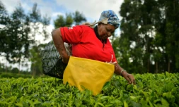 Une agricultrice cueille à la main des feuilles de thé, le 27 septembre 2019 au nord de Nairobi, au Kénya