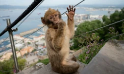 Un jeune macaque à Gibraltar ,le 6 mai 2026
